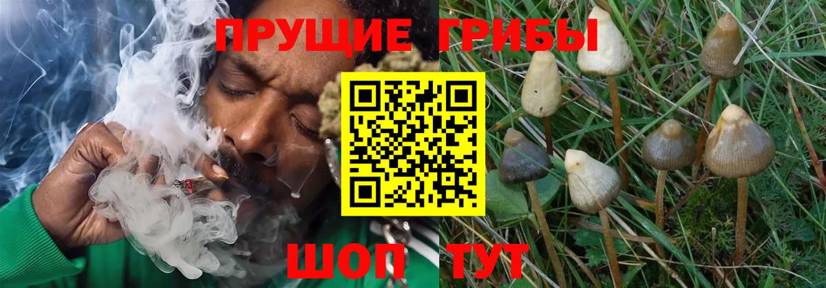 Нижнеудинск  купить наркотики цена  Галлюциногенные грибы MAGIC MUSHROOMS  Вход с VPN  Галлюциногенные грибы MAGIC MUSHROOMS 